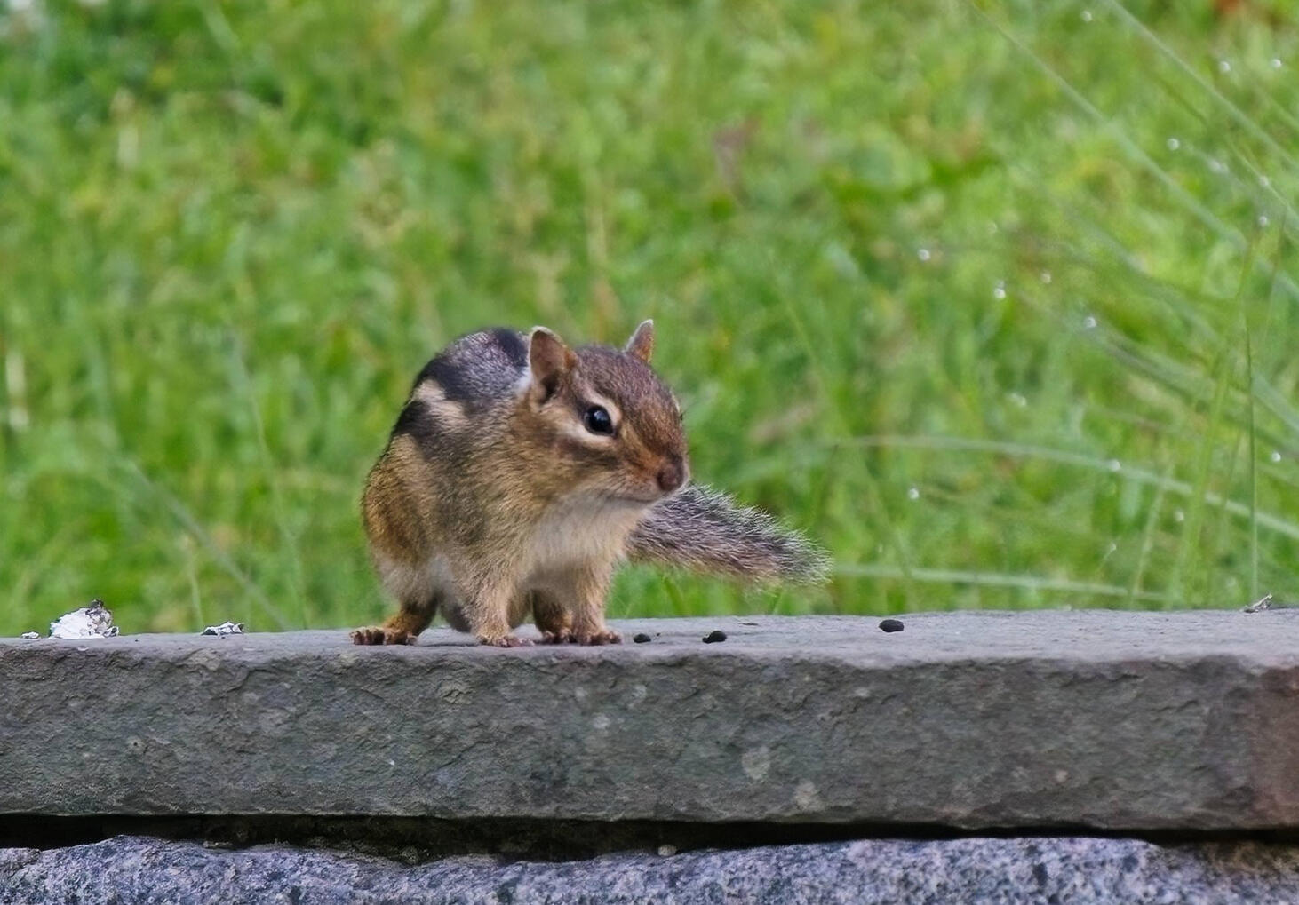 (Chipmunk) Fuji X-T5 116mm f/8 1/250s ISO1600